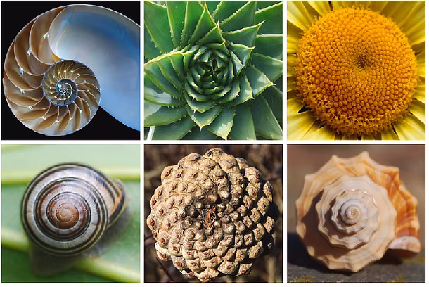 Παραδείγματα της ακολουθίας Fibonacci στη φύση: τυφώνας, γαλαξίας, Ναυτίλος, τροχιές σωματιδίων, κουκουνάρι, αλόη.